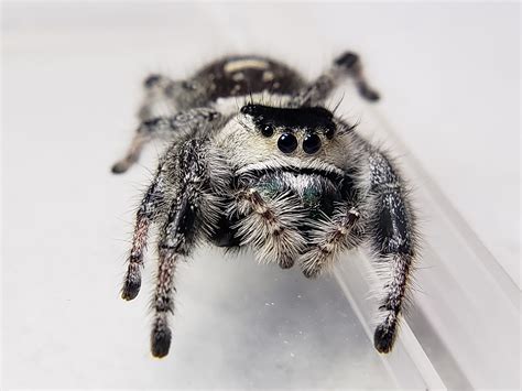 The regal jumping spider is a North American treasure. . Female regal jumping spider for sale